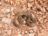 Geelgroene toornslang [Hierophis viridiflavus]